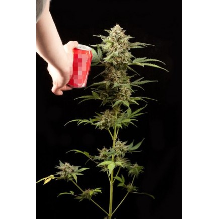 Haze Autoflowering